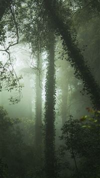 green forest with fogs wallpaper