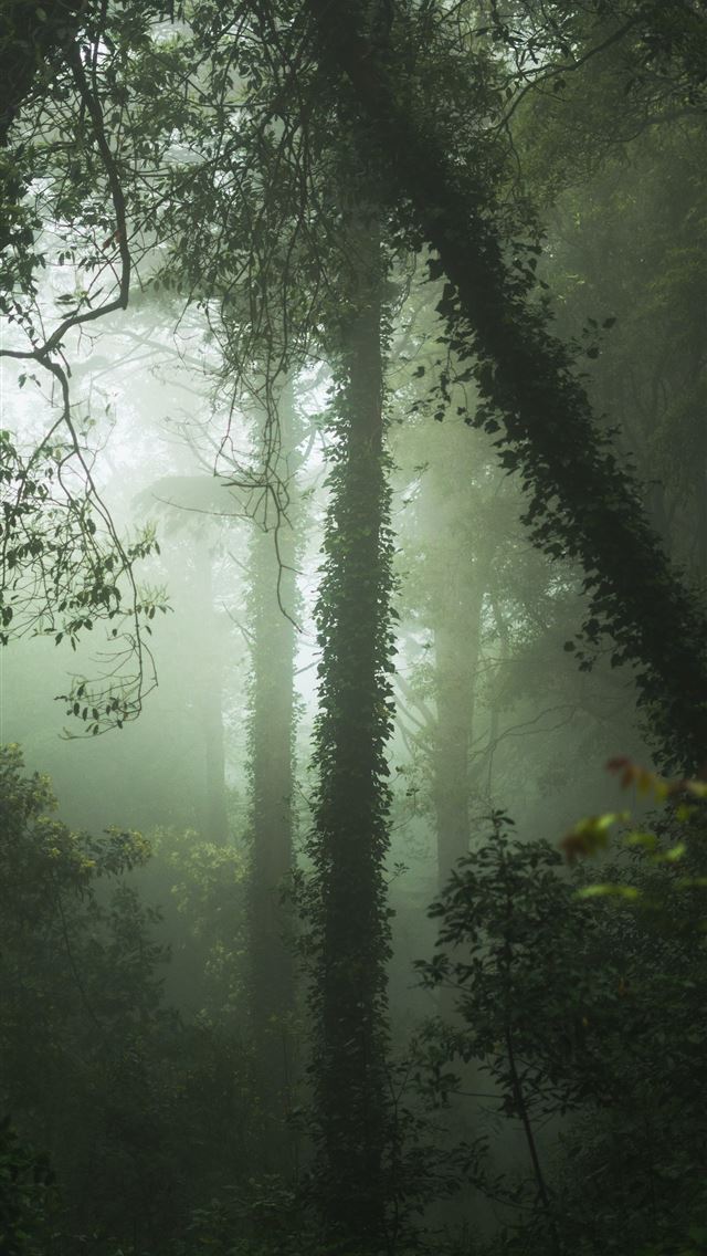 1284x2778 green forest with fogs - portugal iPhone Wallpaper