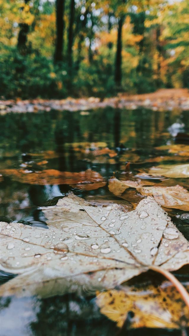 1284x2778 selective photo of leaves in body of water - autumn iPhone Wallpaper