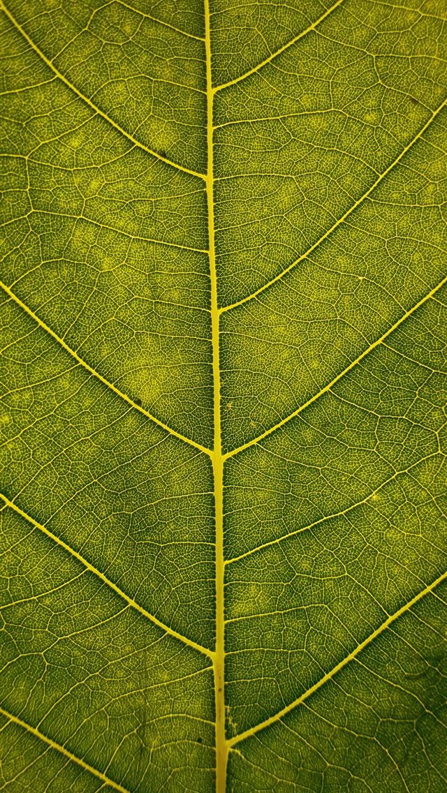1284x2778 macro shot of green leaf - green iPhone Wallpaper