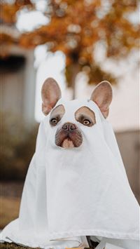 white french bulldog puppy covered with white text... wallpaper