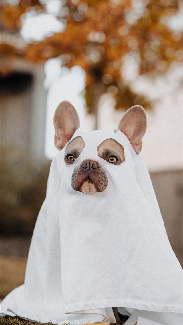 1284x2778 white french bulldog puppy covered with white text... - austin iPhone Wallpaper