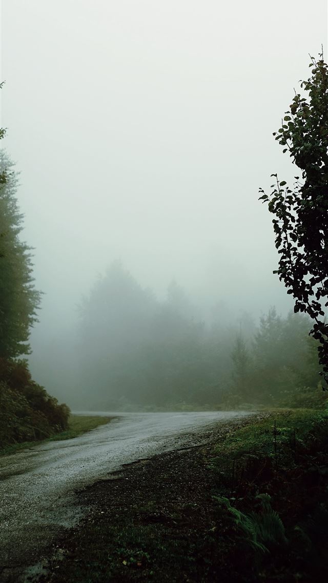 1284x2778 foggy street with trees on sides - landscape iPhone Wallpaper