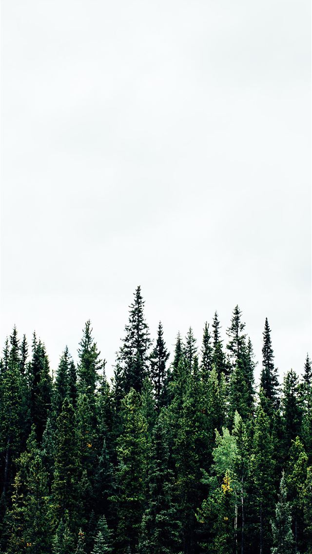 1284x2778 pine trees forest 5k -  iPhone Wallpaper