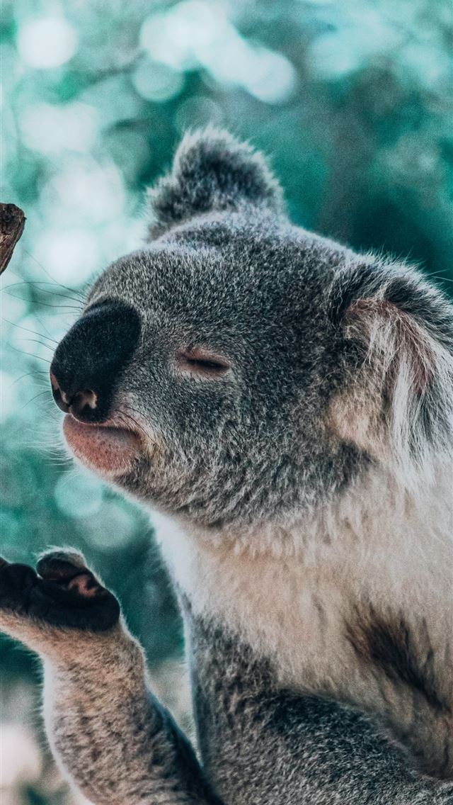 1284x2778 koala bear smelling foot - australia iPhone Wallpaper