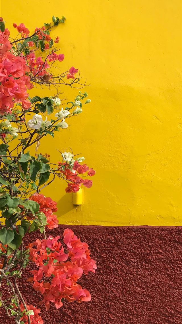 1284x2778 pink and white flowers - portugal iPhone Wallpaper