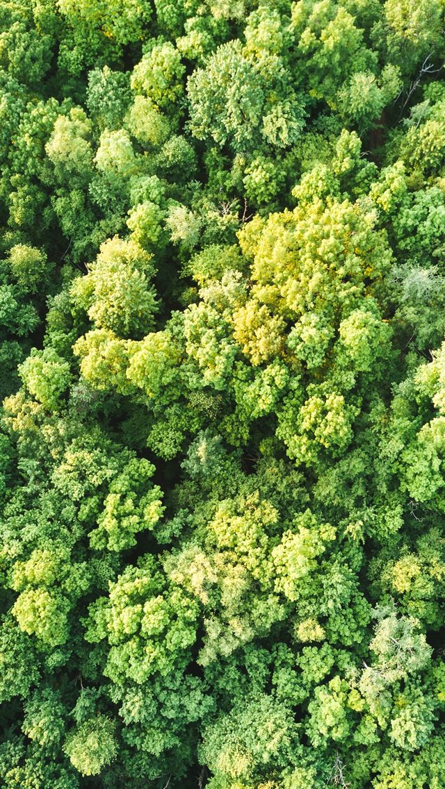 1284x2778 green trees - united states iPhone Wallpaper