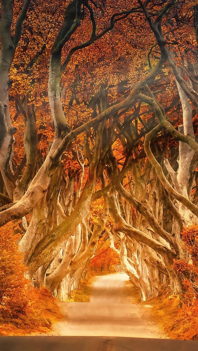 1284x2778 the dark hedges armoy ireland road avenue forest 5... -  iphone 13 Wallpaper