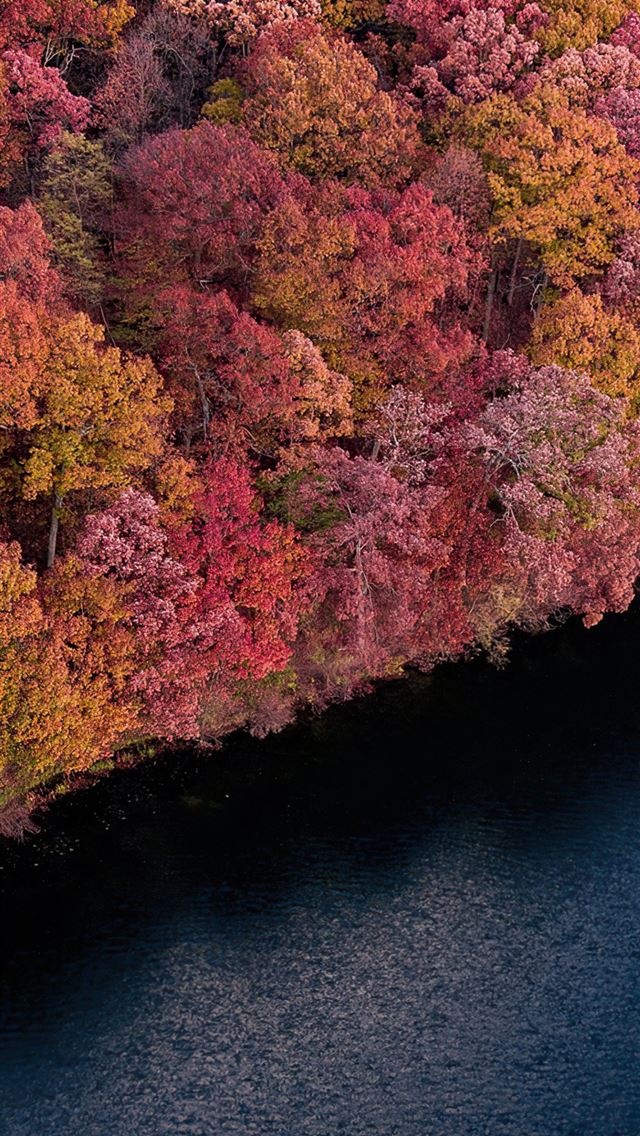 1284x2778 fall forest trees 4k -  iphone 13 Wallpaper