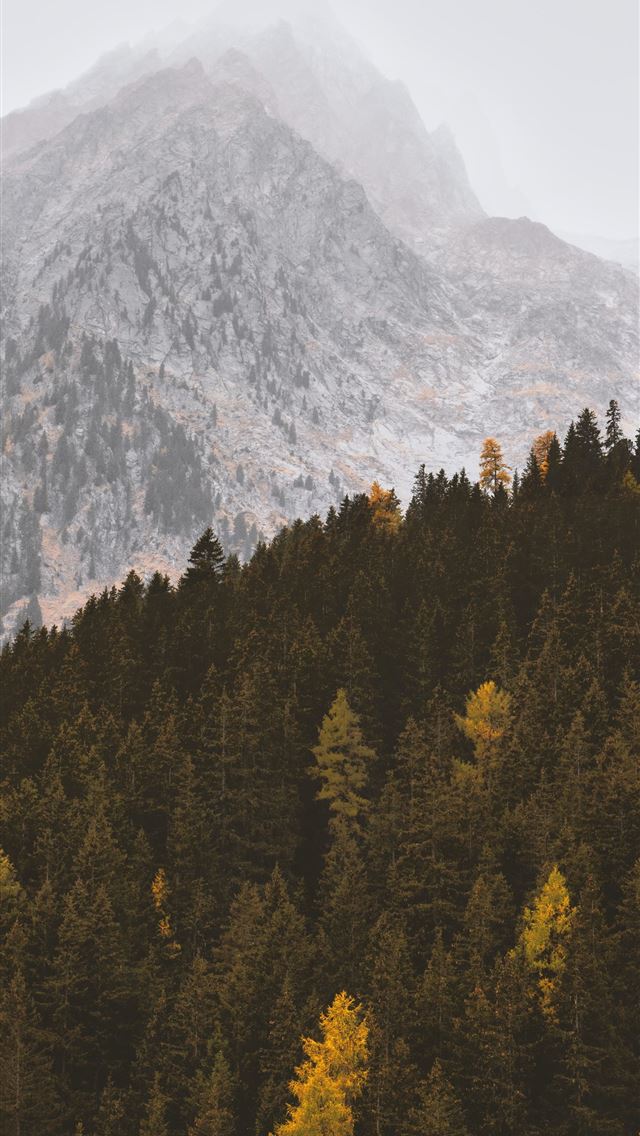 1290x2796 pine trees near mountain - italy iPhone Wallpaper