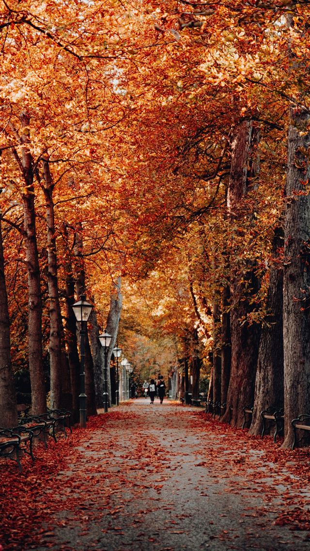 1290x2796 trees beside light posts -  iphone 14 Wallpaper
