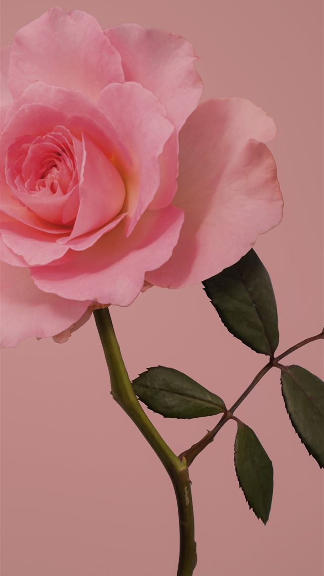 1290x2796 pink rose in bloom close up photo - flower iPhone Wallpaper