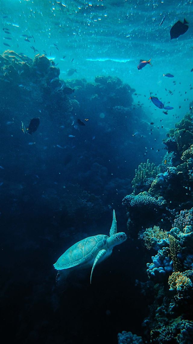 1290x2796 gray turtle - ocean iPhone Wallpaper