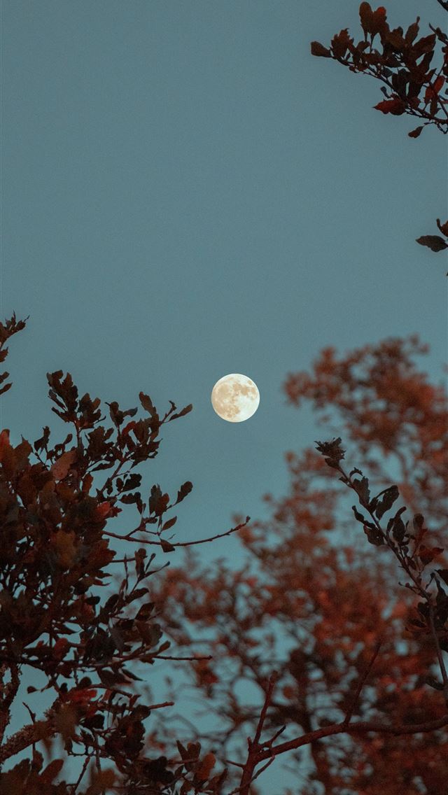 1290x2796 full moon over the trees - moon iPhone Wallpaper