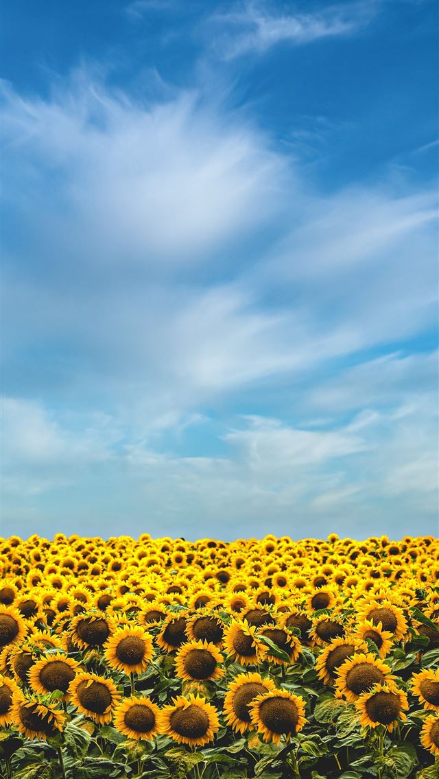 1290x2796 yellow sunflower field under blue sky during dayti... - flower iPhone Wallpaper