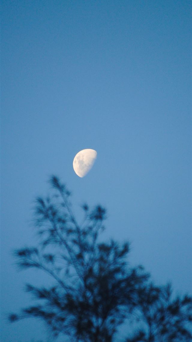 1290x2796 full moon over green trees -  iphone 14 Wallpaper