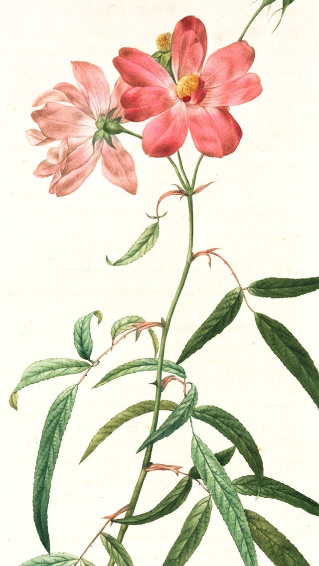 1290x2796 pink and green flower painting -  iphone 14 Wallpaper