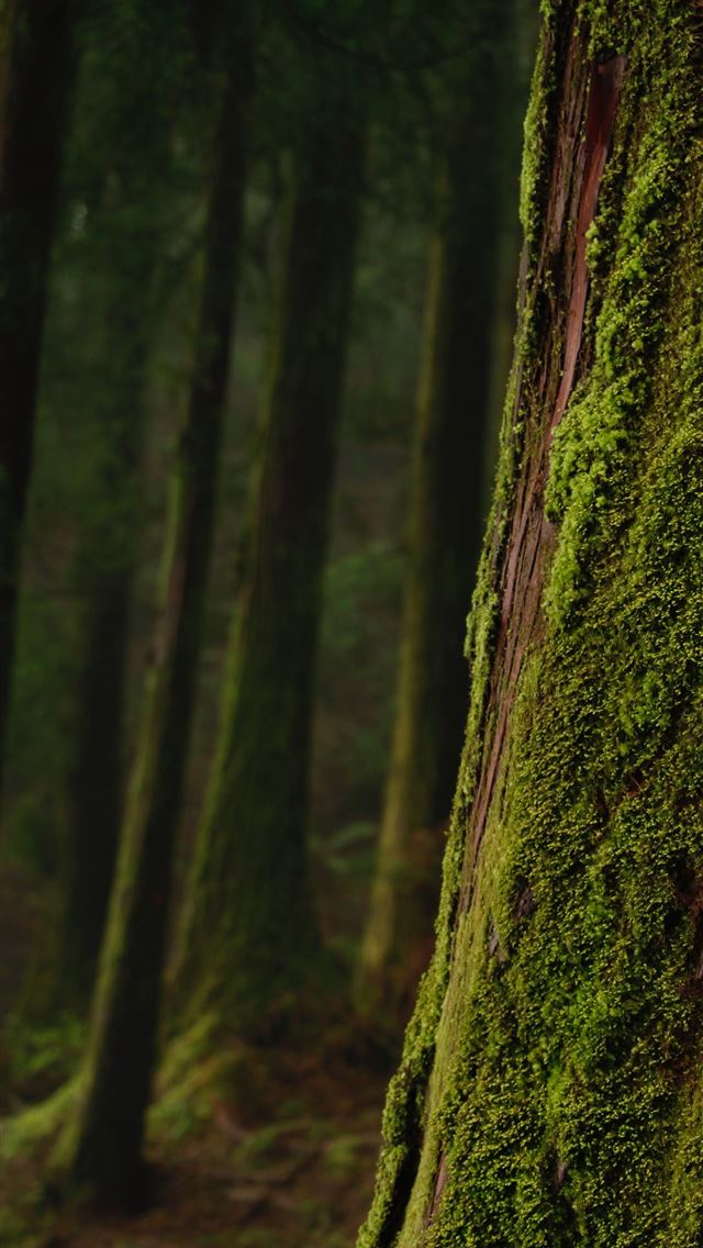 1290x2796 moss on trees in shallow focus photography - portugal iPhone Wallpaper