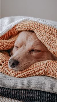 brown short coated dog covered with orange and whi... wallpaper