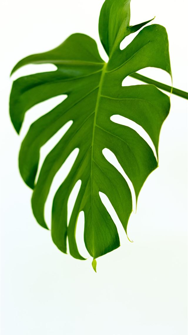 1290x2796 green leaves with white background - leaf iPhone Wallpaper