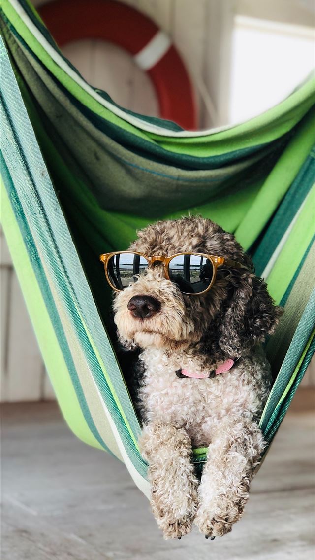 1290x2796 brown and black poodle puppy on green hammock - quotes iPhone Wallpaper