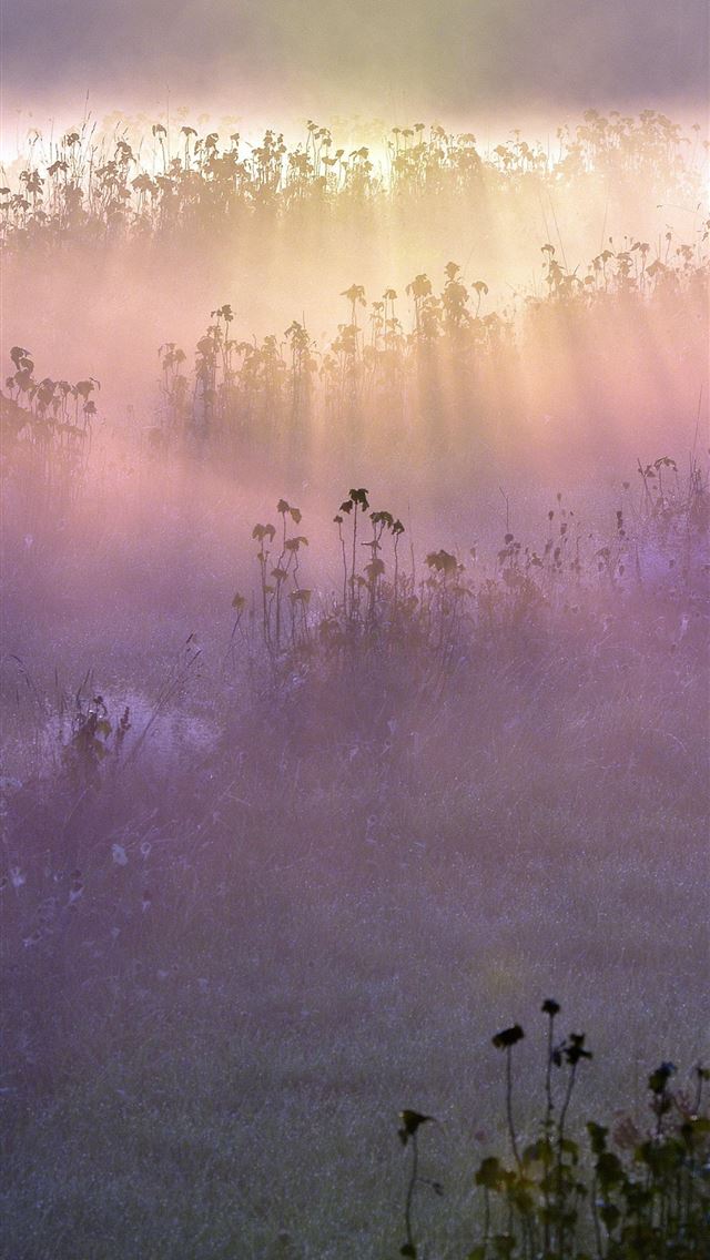 1290x2796 morning fog meadow fields flowers - nature iPhone Wallpaper