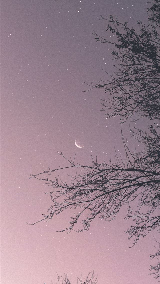1290x2796 silhouette of tree -  iPhone Wallpaper