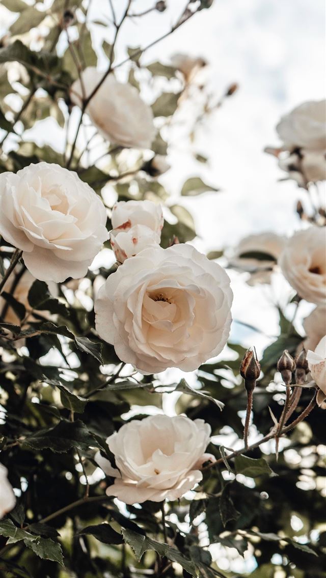 1290x2796 white roses in bloom during daytime -  iphone 14 Wallpaper