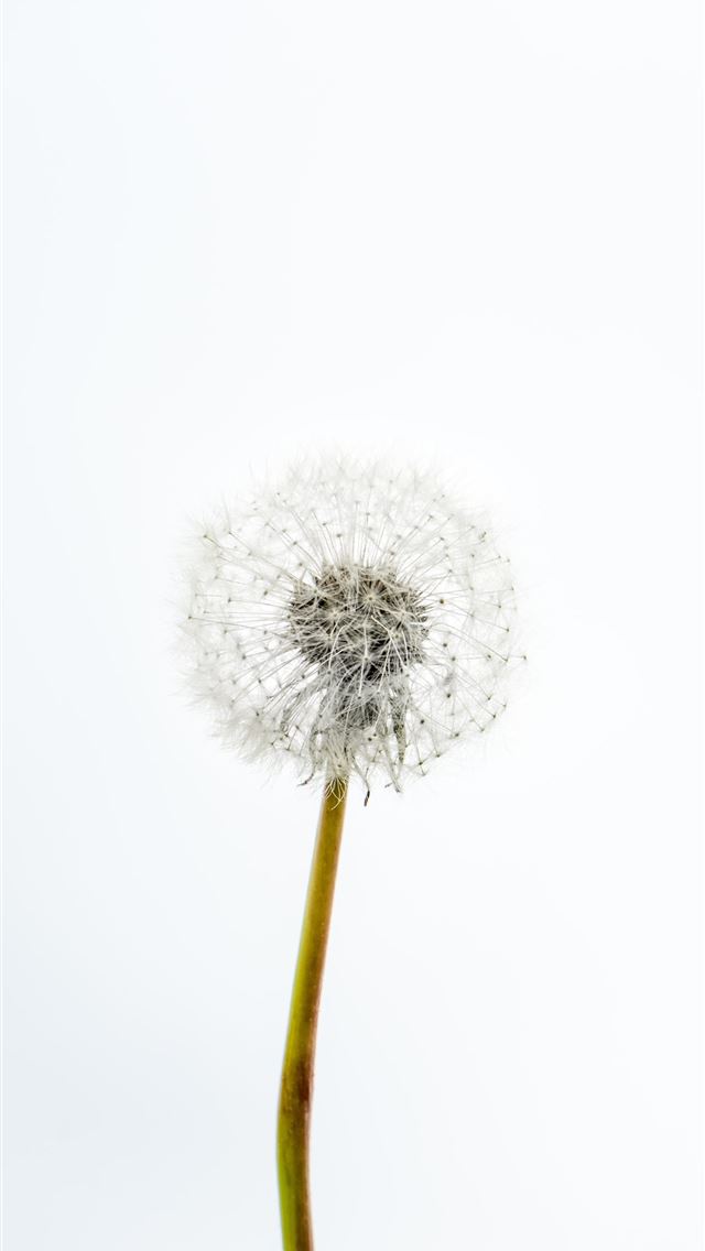 1290x2796 white dandelion in close up photography - pure iPhone Wallpaper
