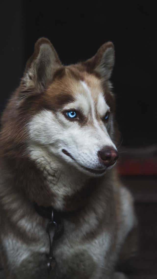 1290x2796 adult Siberian husky - animal iPhone Wallpaper