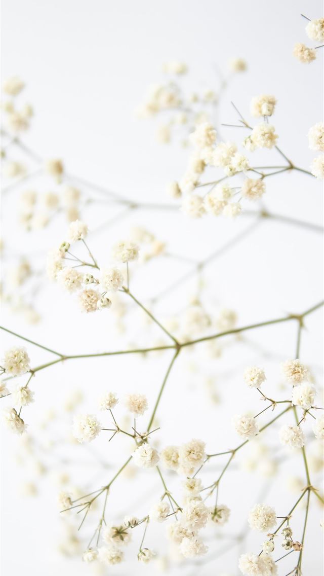 640x1136 white cherry blossom in close up photography -  iPhone Wallpaper