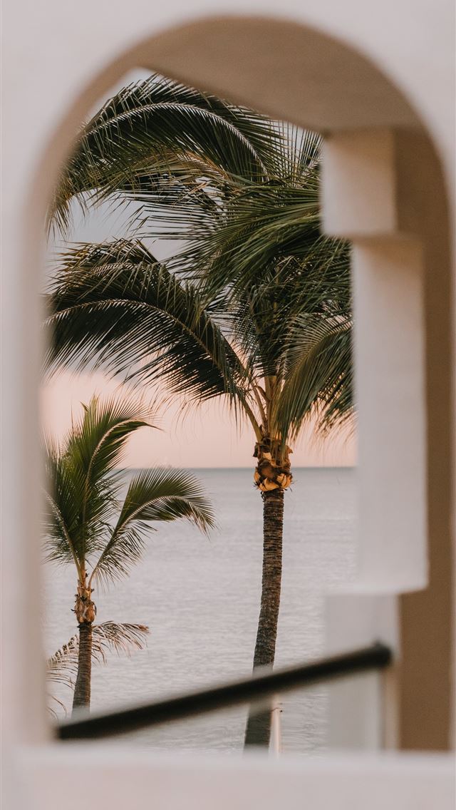 1290x2796 green palm tree near white wall - palm tree iPhone Wallpaper