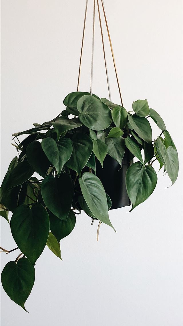 1290x2796 green leaves plant and black hanging pot rack - plant iPhone Wallpaper