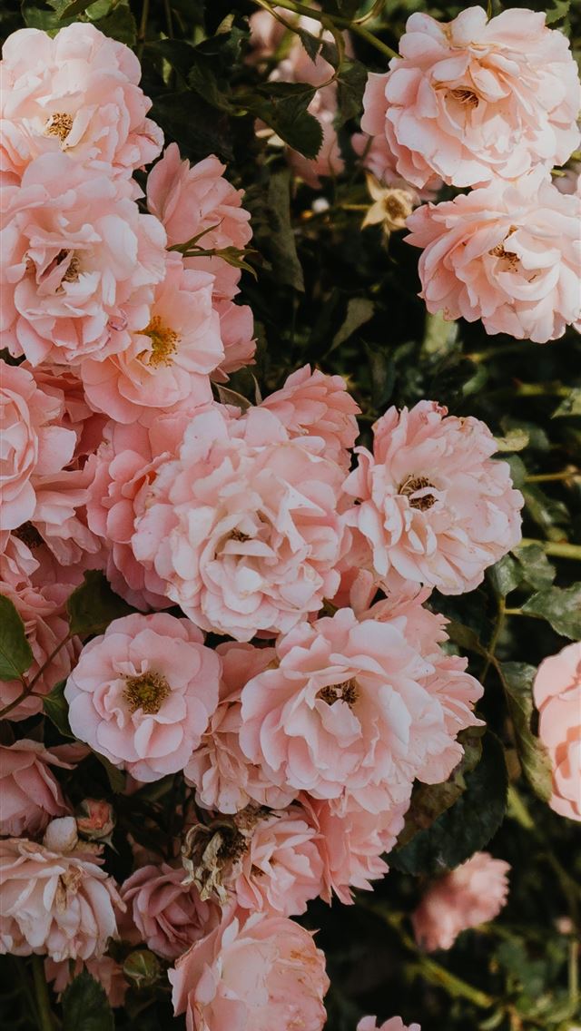 1290x2796 pink petaled flower - flower iPhone Wallpaper