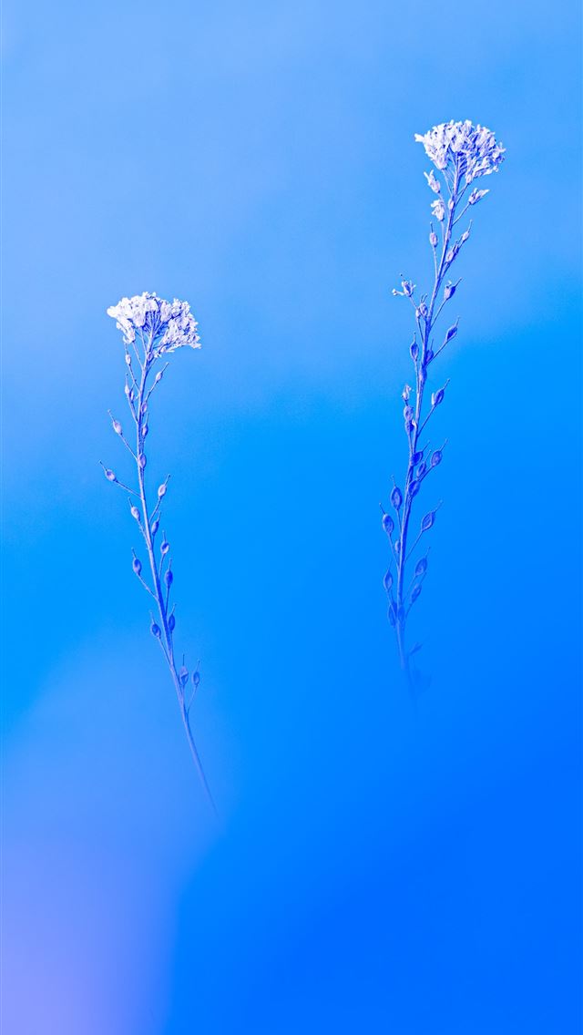 640x1136 white flower in green background -  iPhone Wallpaper