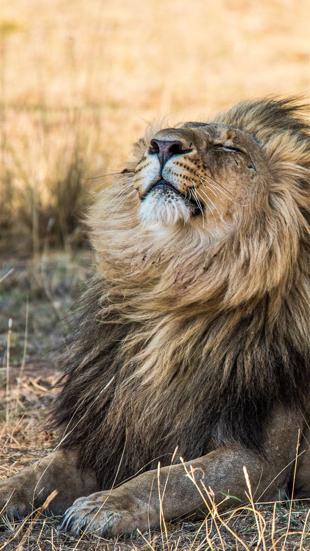 1290x2796 lion lying on brown grass during daytime - lion iPhone Wallpaper