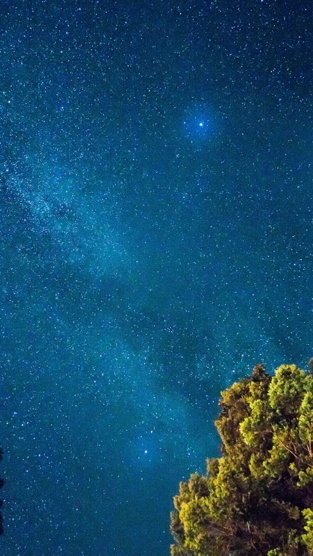 1290x2796 tall green tree - star iPhone Wallpaper