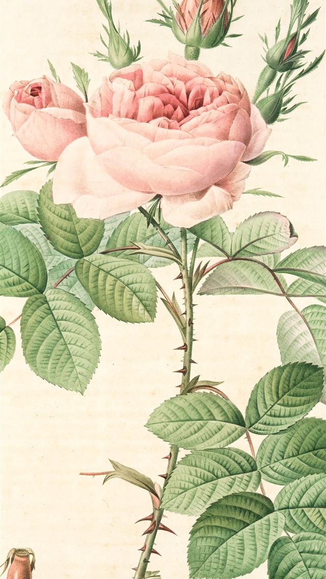 1290x2796 pink rose in bloom close up photo -  iphone 14 Wallpaper