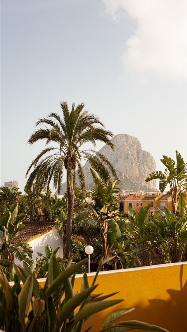 1290x2796 green palm trees near brown concrete building duri... - spring iPhone Wallpaper