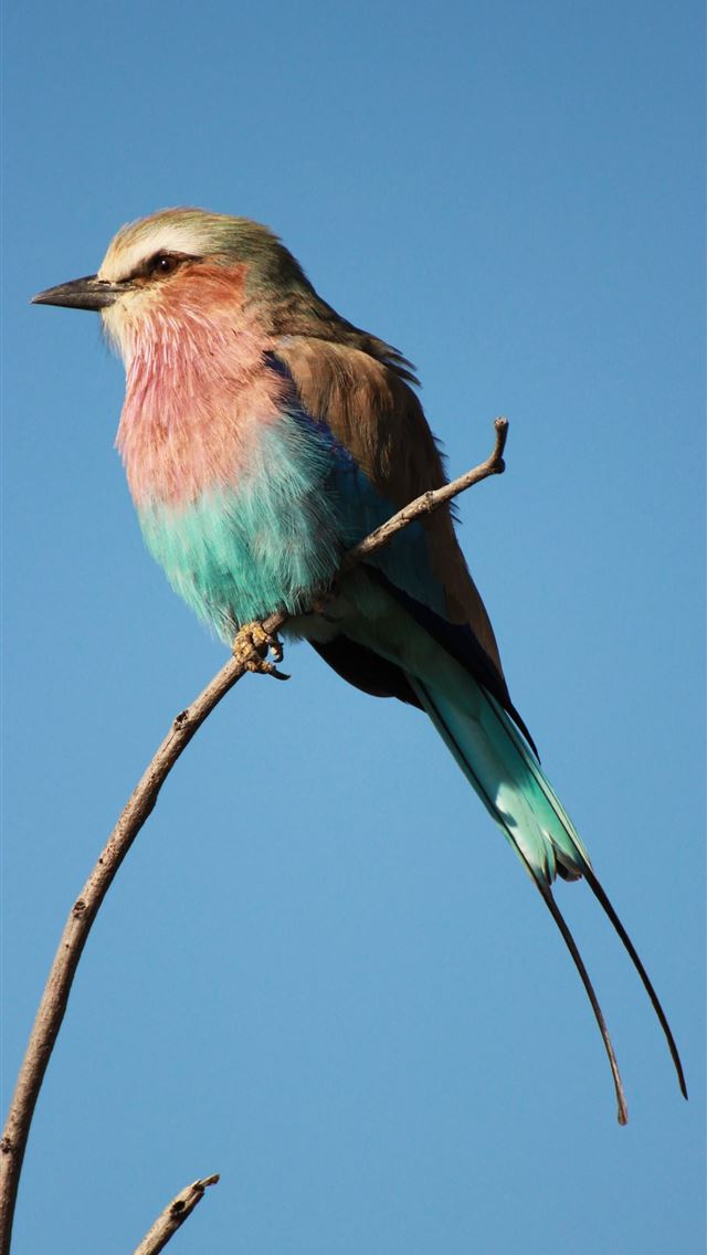 1290x2796 blue and brown bird facing sideways -  iphone 14 Wallpaper