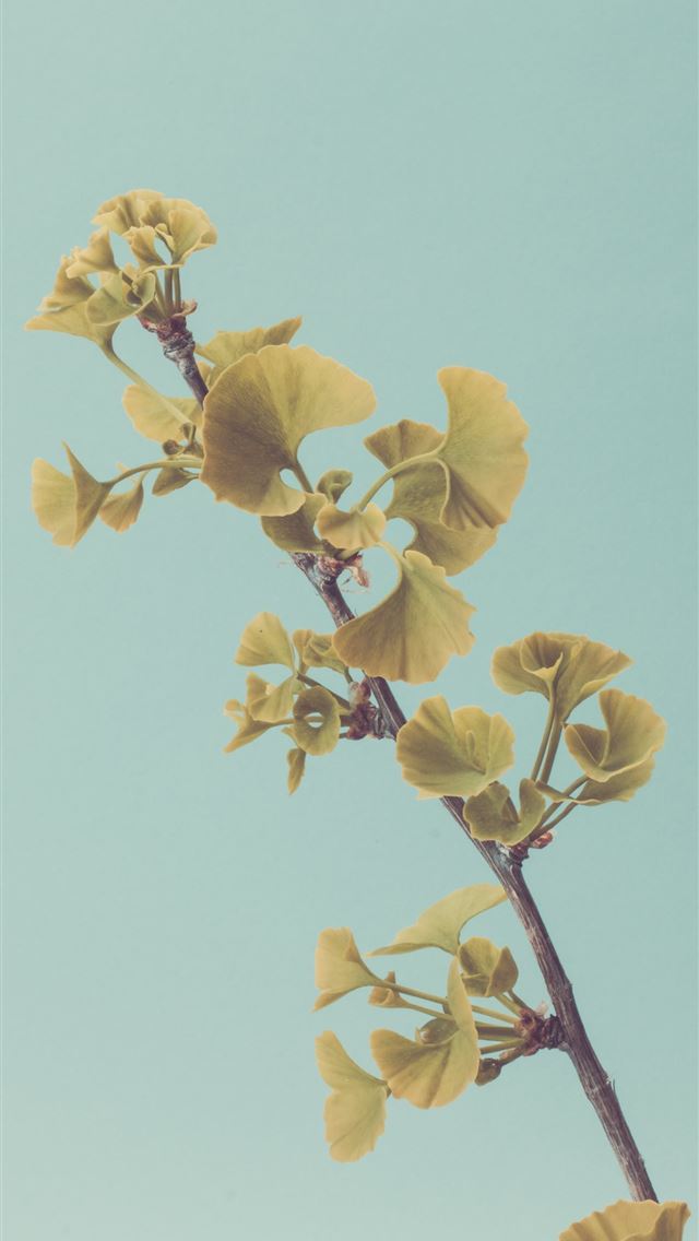 1290x2796 green leafed plant -  iphone 14 Wallpaper