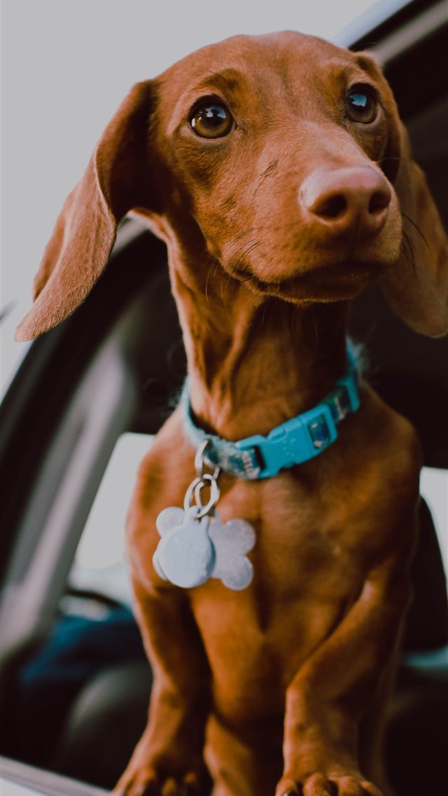 1290x2796 brown dog in window car -  iphone 14 Wallpaper
