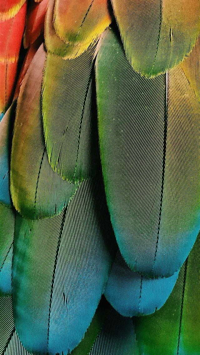 1290x2796 green and blue feathers - colorful iPhone Wallpaper