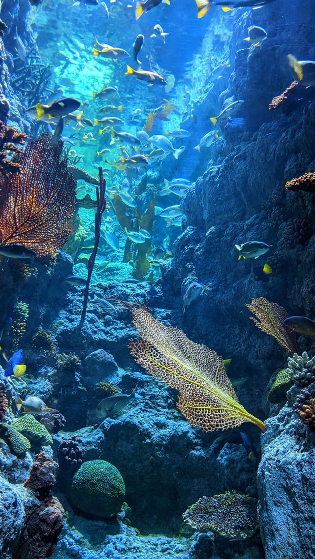 640x1136 yellow and black fish in water -  iPhone Wallpaper