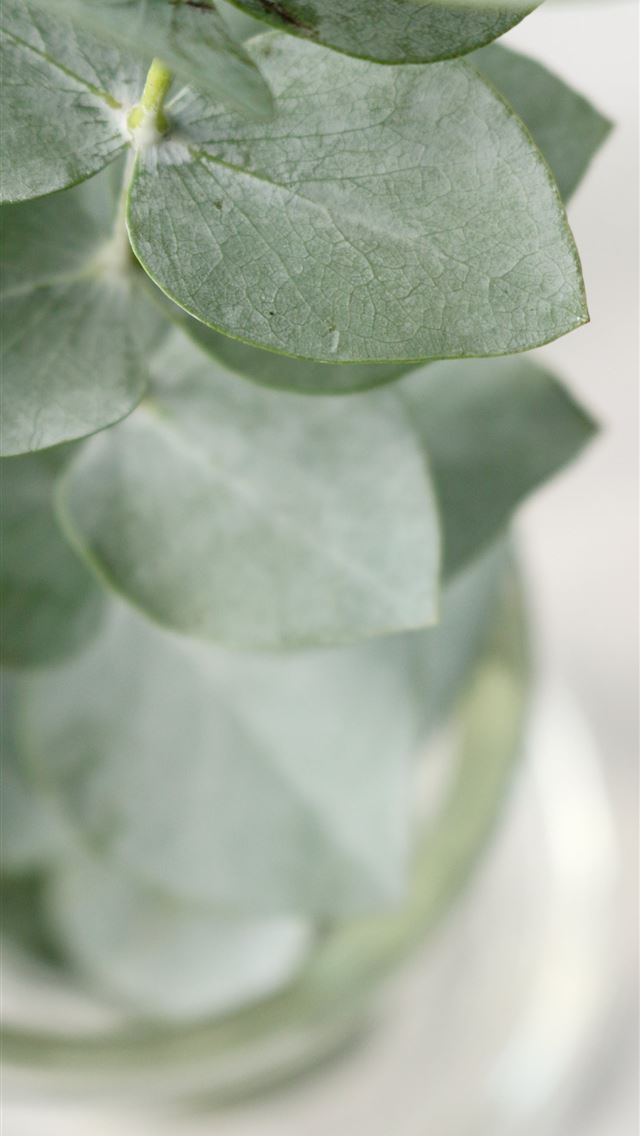 1290x2796 shallow focus photography of oregano plant - macro iPhone Wallpaper