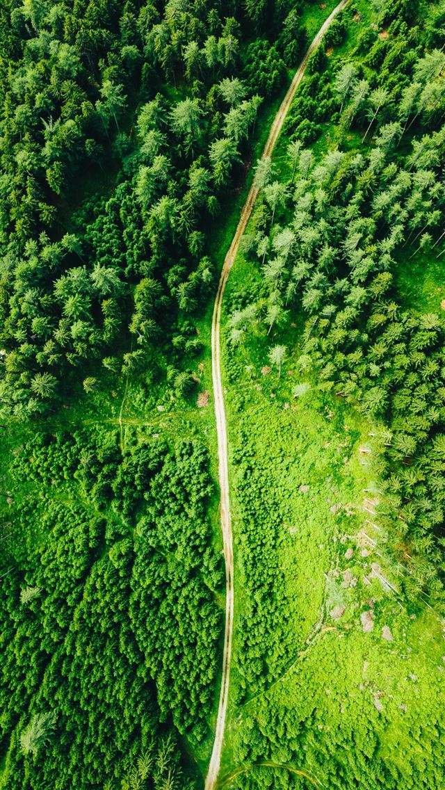 1290x2796 aerial view of green trees - green iPhone Wallpaper