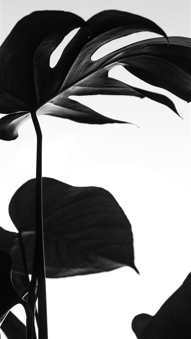 640x1136 black plant -  iPhone Wallpaper