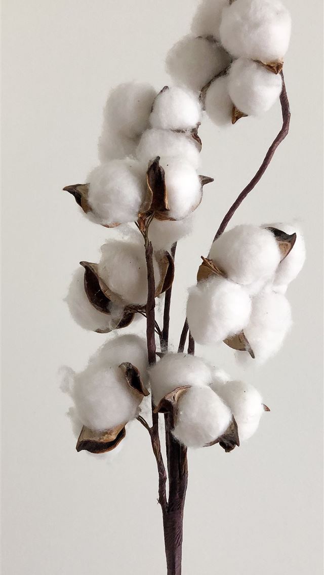 1290x2796 white moth orchids in bloom - plant iPhone Wallpaper