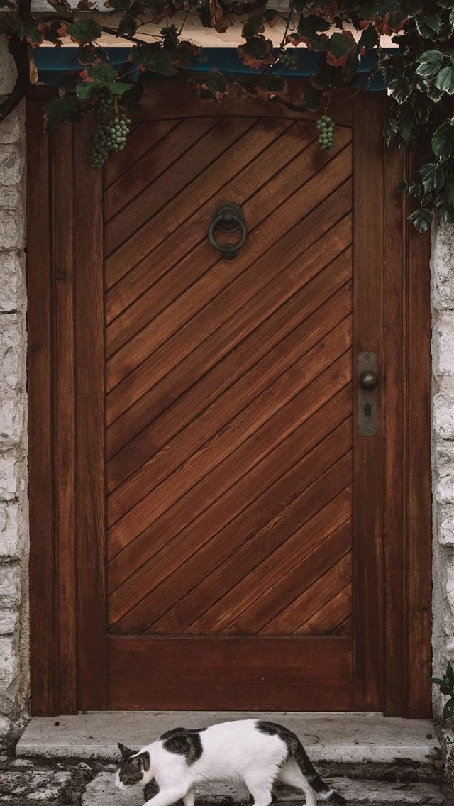 640x1136 white and black cat walking next to brown wooden d... -  iPhone Wallpaper