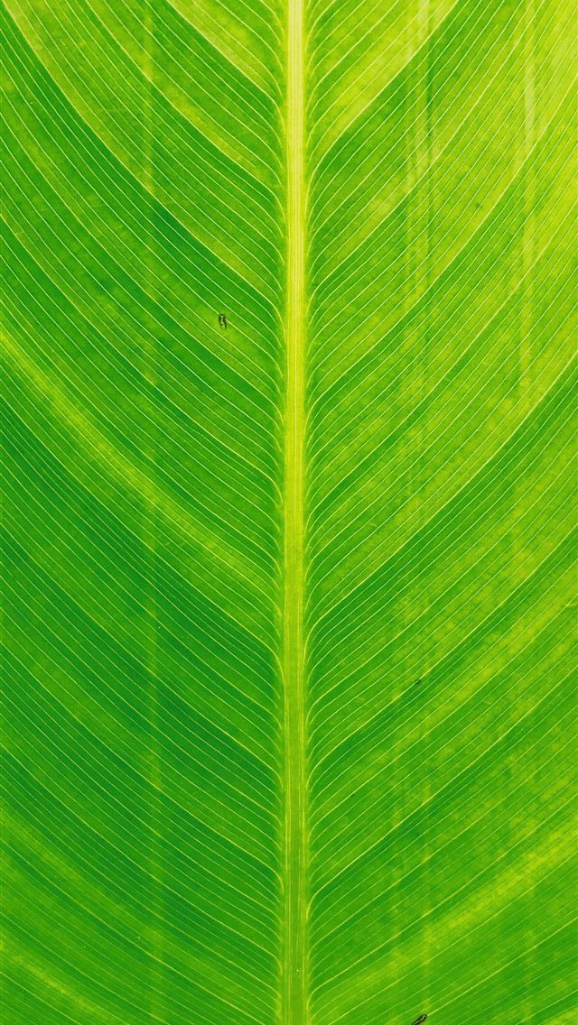 1290x2796 green leaf - leaf iPhone Wallpaper